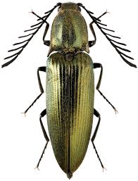 Attēlu rezultāti vaicājumam “Ctenicera pectinicornis male”