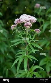 Image result for Eupatorium cannabinum