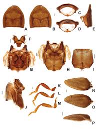 Attēlu rezultāti vaicājumam “Phosphaenus hemipterus male”