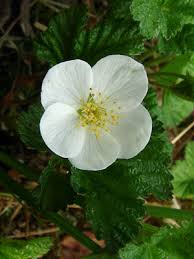 Attēlu rezultāti vaicājumam “Rubus chamaemorus”
