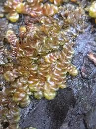 Attēlu rezultāti vaicājumam “Frullania dilatata”