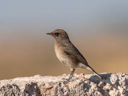 Attēlu rezultāti vaicājumam “Oenanthe oenanthe female”