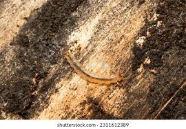 Attēlu rezultāti vaicājumam “Dendrophagus crenatus”