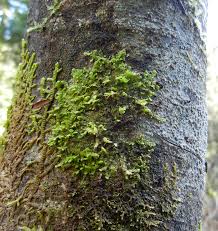 Attēlu rezultāti vaicājumam “Neckera complanata sporophyte”