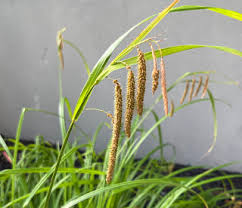 Attēlu rezultāti vaicājumam “Carex pseudocyperus fruit”