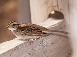 Image result for Zonotrichia albicollis