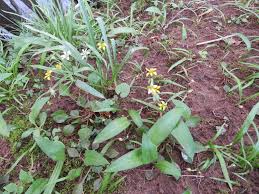 Attēlu rezultāti vaicājumam “Gagea lutea bud”