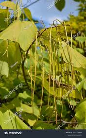 Attēlu rezultāti vaicājumam “Catalpa ovata fruit”