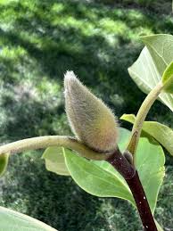 Attēlu rezultāti vaicājumam “Magnolia acuminata bud”