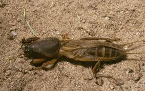 Attēlu rezultāti vaicājumam “Gryllotalpa gryllotalpa”