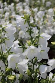 Attēlu rezultāti vaicājumam “Campanula persicifolia flower”