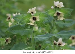 Attēlu rezultāti vaicājumam “Hyoscyamus niger flower”