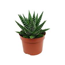 Image result for Haworthia mix