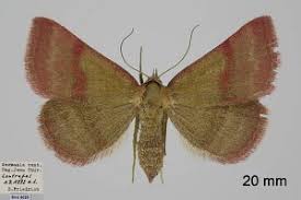 Attēlu rezultāti vaicājumam “Phytometra viridaria”