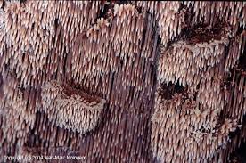 Attēlu rezultāti vaicājumam “Gloiodon strigosus”