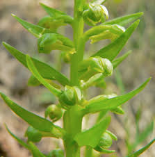 Attēlu rezultāti vaicājumam “Coeloglossum viride leaf”