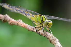 Attēlu rezultāti vaicājumam “Ophiogomphus cecilia”