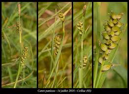 Attēlu rezultāti vaicājumam “Carex panicea fruit”