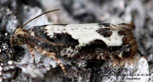 Attēlu rezultāti vaicājumam “Epirhoe tristata”