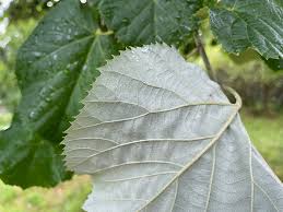Attēlu rezultāti vaicājumam “Tilia tomentosa leaf”