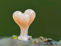 Attēlu rezultāti vaicājumam “Trichia flavicoma”