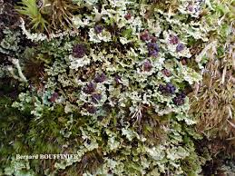 Attēlu rezultāti vaicājumam “Cladonia parasitica”