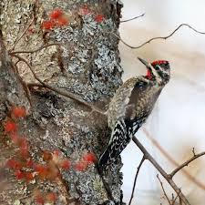 Image result for Sphyrapicus varius