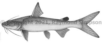 Image result for Ariopsis felis