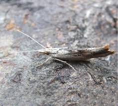 Attēlu rezultāti vaicājumam “Ypsolopha scabrella”