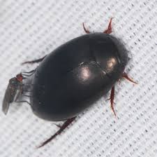 Attēlu rezultāti vaicājumam “Ilybius sp.”