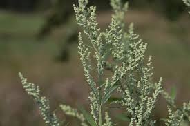 Attēlu rezultāti vaicājumam “Chenopodium polyspermum var. acutifolium”