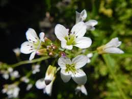 Attēlu rezultāti vaicājumam “Cardamine amara flower”