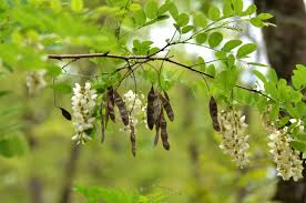 Attēlu rezultāti vaicājumam “Robinia pseudoacacia fruit”