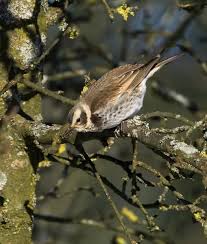 Image result for Turdus naumanni