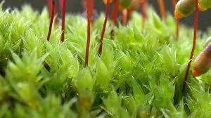 Attēlu rezultāti vaicājumam “Bryum pallescens sporophyte”