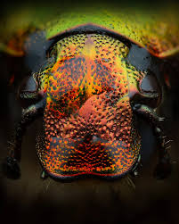 Attēlu rezultāti vaicājumam “Cetonia aurata”