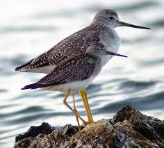 Image result for Tringa melanoleuca