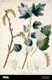 Attēlu rezultāti vaicājumam “Populus alba”