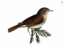 Image result for Luscinia luscinia