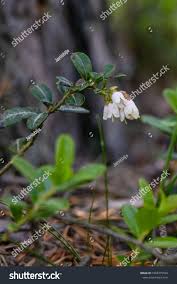Attēlu rezultāti vaicājumam “Vaccinium vitis-idaea bud”