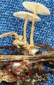 Attēlu rezultāti vaicājumam “Collybia tuberosa”