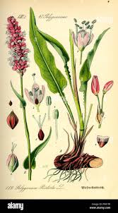 Attēlu rezultāti vaicājumam “Bistorta major fruit”