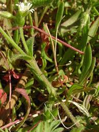 Attēlu rezultāti vaicājumam “Craterium aureonucleatum young”