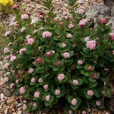 Attēlu rezultāti vaicājumam “Sium latifolium flower”