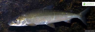 Image result for Coregonus lavaretus