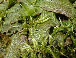 Attēlu rezultāti vaicājumam “Conocephalum”