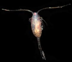Attēlu rezultāti vaicājumam “Copepoda”