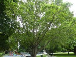 Attēlu rezultāti vaicājumam “Pterocarya fraxinifolia male flower”