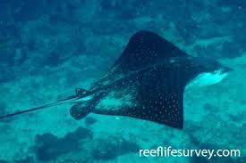 Image result for Aetobatus ocellatus