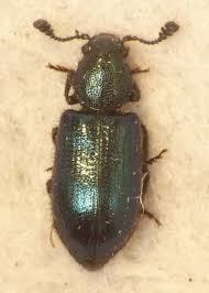 Attēlu rezultāti vaicājumam “Necrobia violacea”